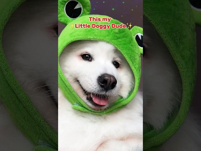 The Doggy Anthem#funny #pets #tiktok #puppy #samoyed #cutedog #dogshorts #shiro song:1dude2doodles