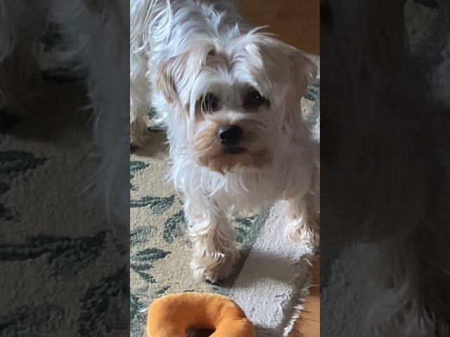 Bear gets a Bagel -  and does not want to share!! Dogs are so Funny!!!