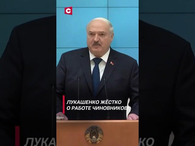 Лукашенко: Как можно выровнять показатели, если телята погибли! #лукашенко #беларусь #новости