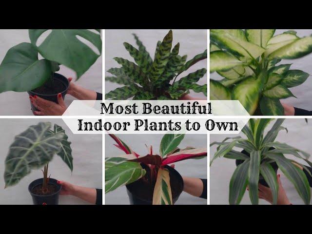 Most Beautiful Indoor Plants to Own | Amazing Indoor House Plants