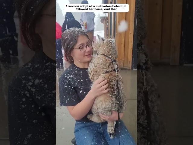 The lost bobcat runs after the man, and they become family. #bobcat  #animals #shorts