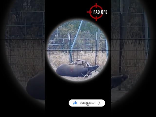 30-06 Knockdown Power ️Deer #scopecam #viral #shooting #hunting #deerhunting #gunops #shorts #vod