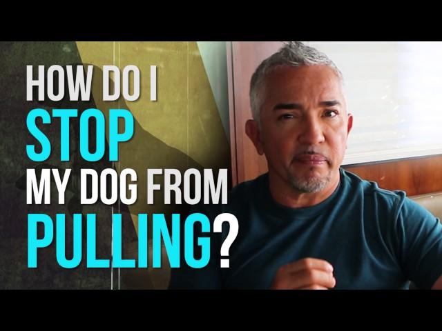 How to Stop Your Dog From Pulling