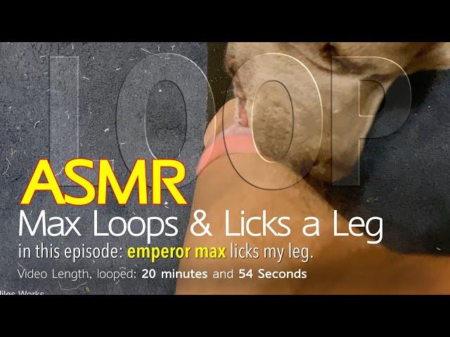 Max Loops | 20 Minutes of Leg Licking | ASMR DOG LOOPING | No Talking