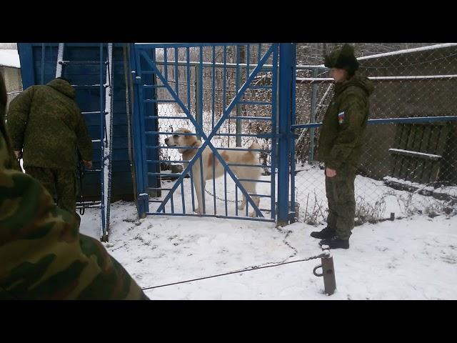 САО. АЛАБАИ/ ВОЛКОДАВЫ. ТАРЗАН ЗАСТУПИЛ НА СЛУЖБУ В АРМИЮ/ПОПРОЩАЛИСЬ./ВСЕ МУЖЧИНЫ ДОЛЖНЫ СЛУЖИТЬ.