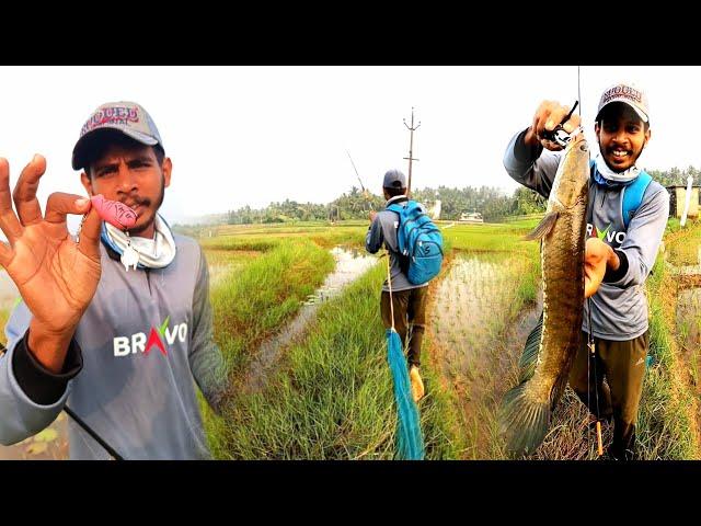 വരാൽ പിടിക്കാൻ100%റിസൾട്ടുള്ള ഫ്രോഗ്Village fishing, Traditional Fishing, Bravvo frog, Fishing tips