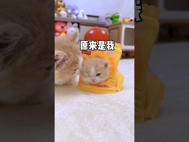 【獨生子的日常】谁能拒绝尝一口猫猫薯片?#小奶喵 #铲屎官的乐趣