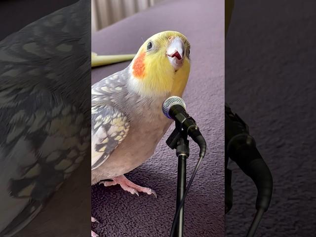 cockatiel singing