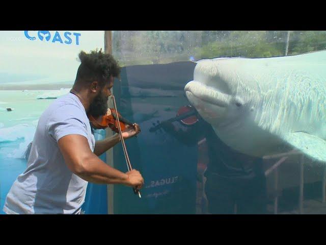 In Mystic, a new audience down under when 'Big Lux' plays for the Belugas