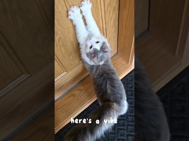 Cat Vibes #cats #catcute #catlovers