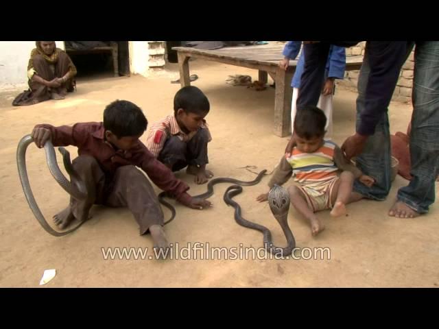 These Indian kids play with real life snakes on a daily basis!