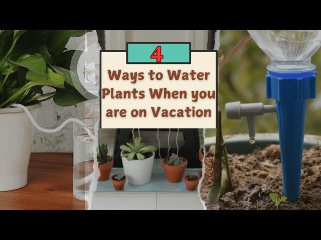 4 Life-Saving Plant Watering Hacks for Your Next Vacation!