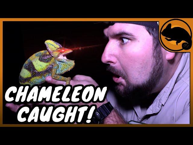 Where to find CHAMELEONS in Florida! (Veiled Chameleons)