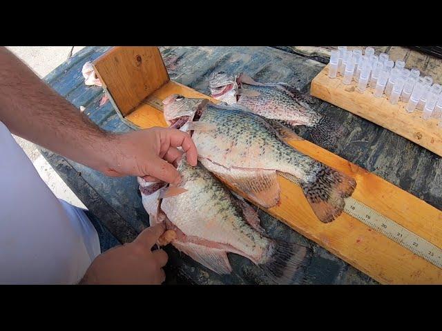 Aging crappie with Truman Lake Fisheries Management Biologist Chris Brooke