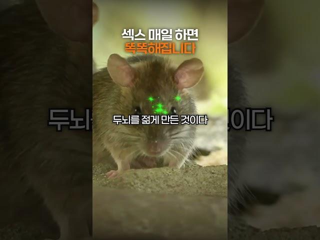 섹스 매일 하면 똑똑해집니다 #shorts