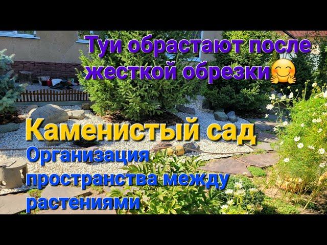 Ремонт сада. Каменистый сад. ТУИ обрастают после жёсткой обрезки