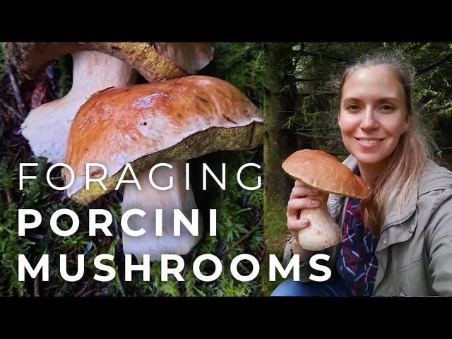 Foraging Porcini Mushrooms (and drying them)