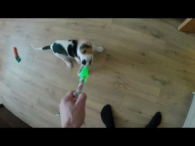 Щенок эстонской гончей выполняет команды (2 месяца)/ Estonian hound puppy in the apartment