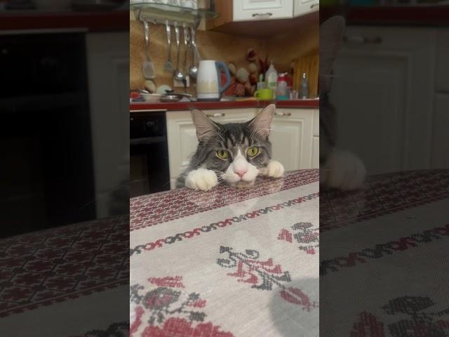 Попрошайка #кот #котикивидео #приколыкоты #голодныйкот #бонифаций