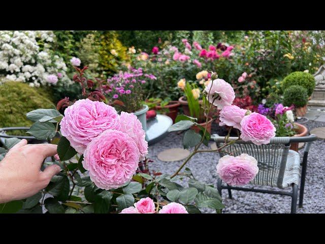 Full English Rose Garden Tour | Over 160 Roses including David Austin Roses | Kordes & more