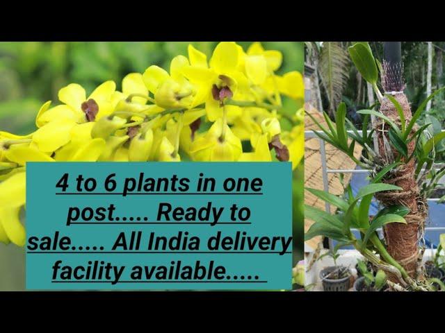4 to 6 plants in one post.......