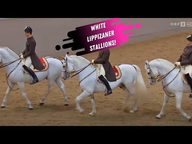 Spanish Riding School Grand Finale - White Lippizaner Stallions