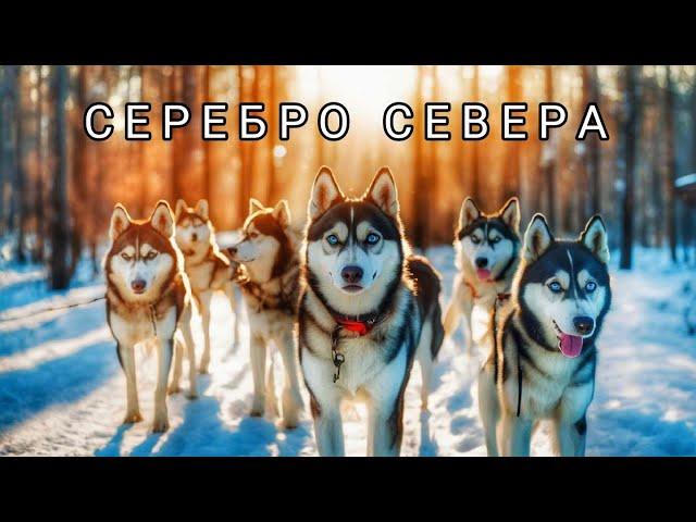 "СЕРЕБРО СЕВЕРА"/ТОЛЬЯТТИ/САМАРСКАЯ ОБЛАСТЬ/ДЕРЕВНЯ ЕЗДОВЫХ СОБАК/ХАСКИ