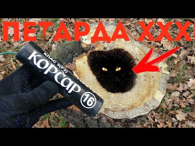 ️ПЕНЬ vs КОРСАР 16ПЕТАРДА XXXL ПРОТИВ ДУБОВОЙ КОЛОДЫТОП ПЕТАРД В ПЕНЬКЕМОЩНАЯ ПЕТАРДА И ДУБ