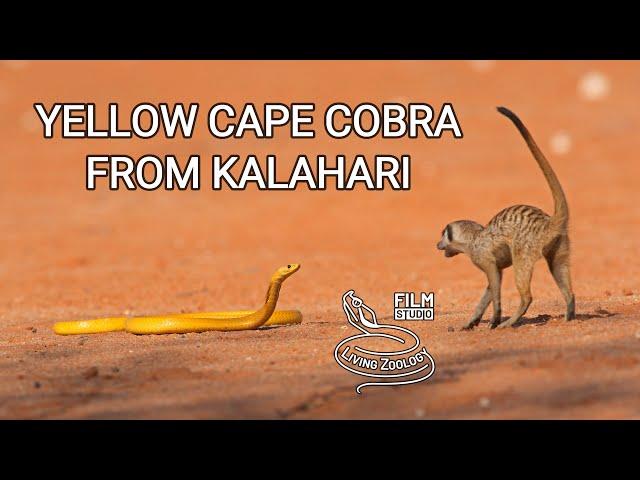 Venomous yellow Cape cobra in the Kalahari desert, cobra vs meerkats