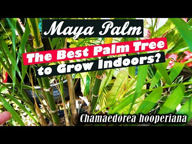 MAYA PALM! The Best Palm To Grow Indoors | How to Grow Chamaedorea hooperiana