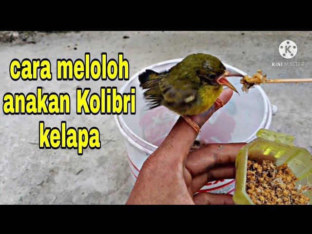 perawatan anak Kolibri kelapa // korlap