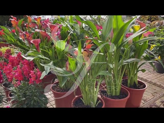 Zantedeschia In Solomou Garden Centre