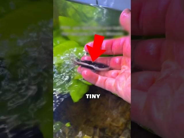 Tiny Fish Grows Huge @fishwithgunnarr / IG