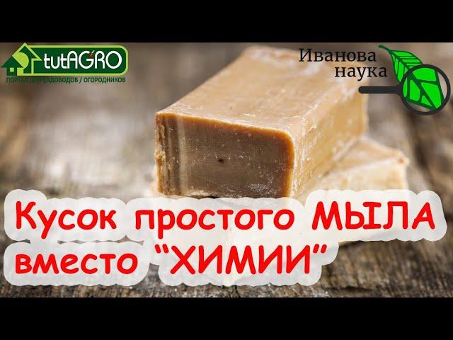 ПРОСТОЙ КУСОК МЫЛА ВМЕСТО ДОРОГОЙ ХИМИИ. Как использовать мыло в саду и огороде. Щадящие методы.