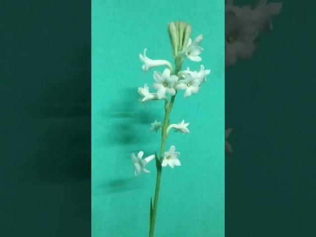 MY BEAUTIFUL TUBEROSE FLOWER!#short #shortvideo #ytshortsindia @sajjadhossainblog8575