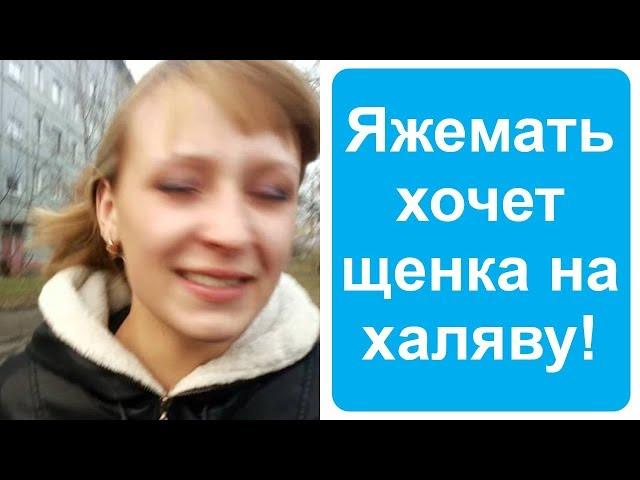 Яжемать хотела щенка за 350 тыс. рублей бесплатно. Яжемать истории