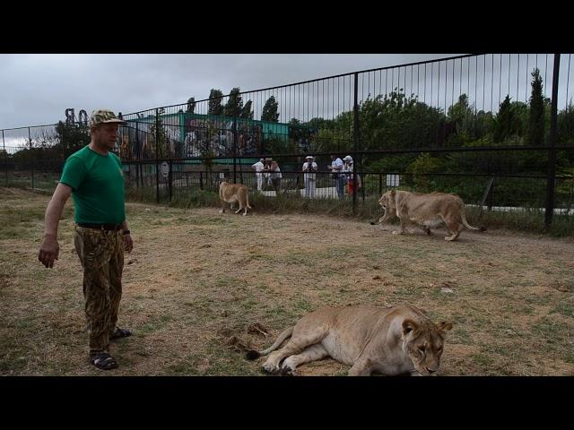 " УКРОЩЕНИЕ  СТРОПТИВОЙ " молодой львицы .Тайган .Крым