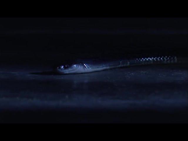 How an Indian Krait Snake can Kill you in your Sleep | BBC Earth