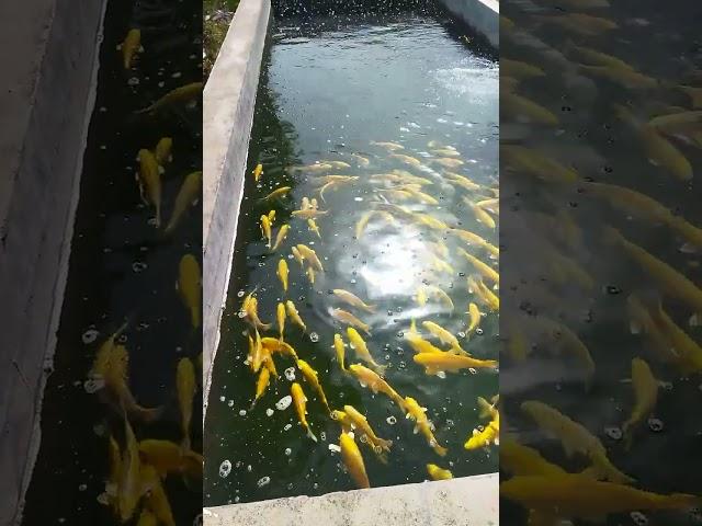 Let me show you someone else's koi fish farm! They're all golden koi. #koi #fish #aquarium #goldfish