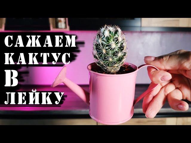 ПЕРЕСАДКА КАКТУСА в лейку! Быстро и просто!