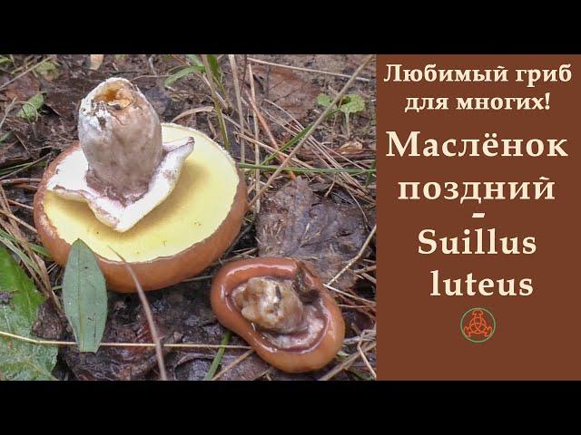 Любимый гриб для многих! Маслёнок поздний - Suillus luteus.