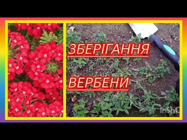 ВЕРБЕНАяк буду зберігати взимку️#українськийконтент #вербена #flowers #motivation #plants #garden