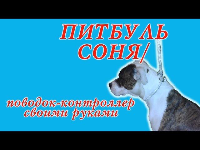 Питбуль Соня/Поводок-контроллер своими руками