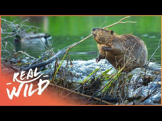 Why Do Beavers Build Dams? Nature's Engineers (Wildlife Documentary) | Natural Kingdom | Real Wild