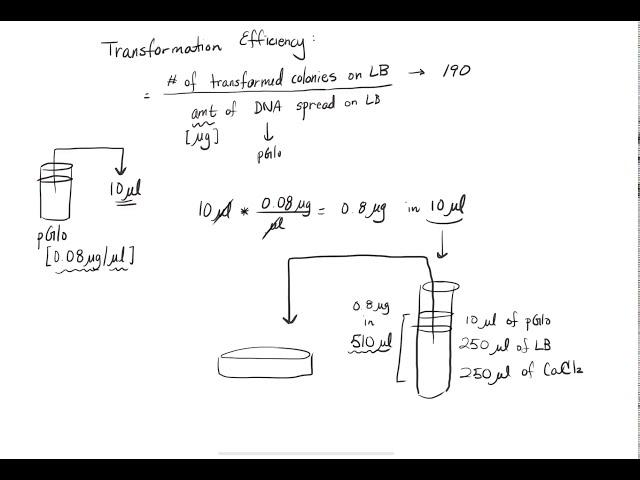 AP Biology Transformation Efficiency Calculations