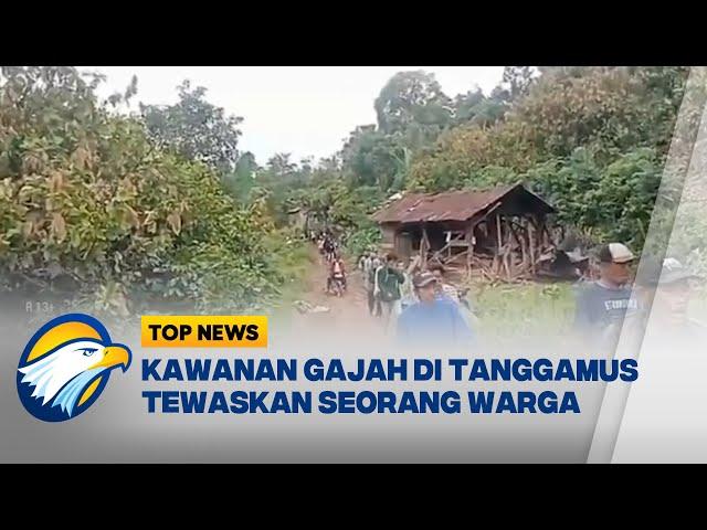 Gajah Mengamuk Tewask4n Warga di Tanggamus Lampung - [Top News]