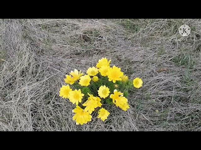 Весенние цветы. Жизнь в деревне. ТАТАРСТАН.