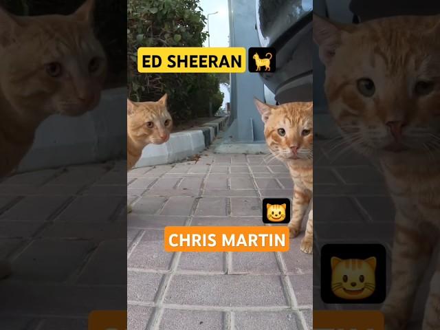 ED SHEERAN & CHRIS MARTIN - Homeless cats in Ras Al Khaimah, UAE #cat #cats #EdSheeran #ChrisMartin