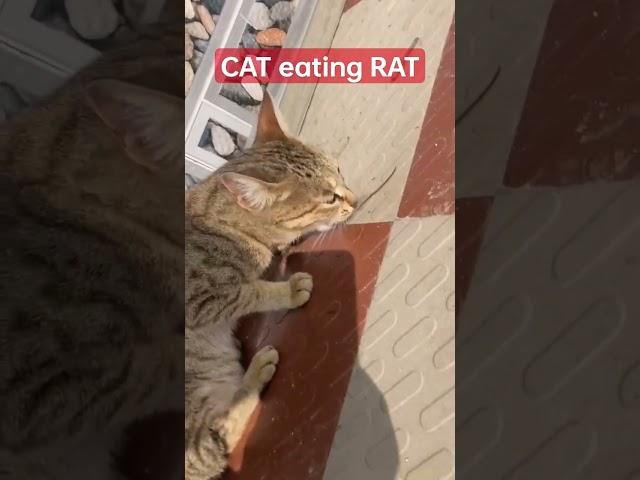 CAT ate RAT #cats #rats #animallover