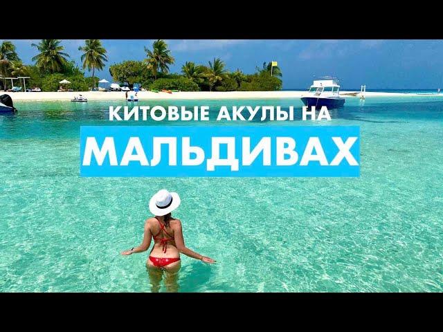 МАЛЬДИВСКИЕ китовые акулы из 5* LUX South Ari Atoll Resort